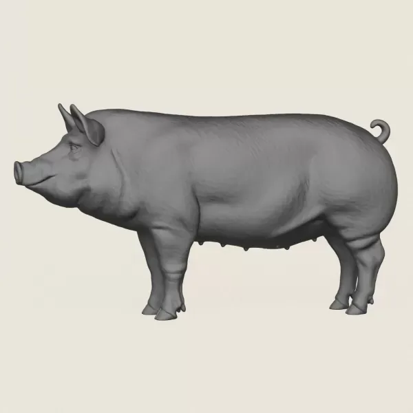 Pig Print Ready 3D Model — Фото 3 из 5