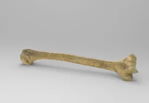 Model of Left Shoulder Bone ( humerus )