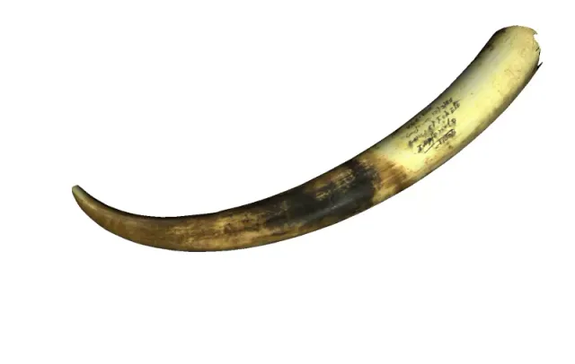 Elephant Horn — Фото 3 из 3