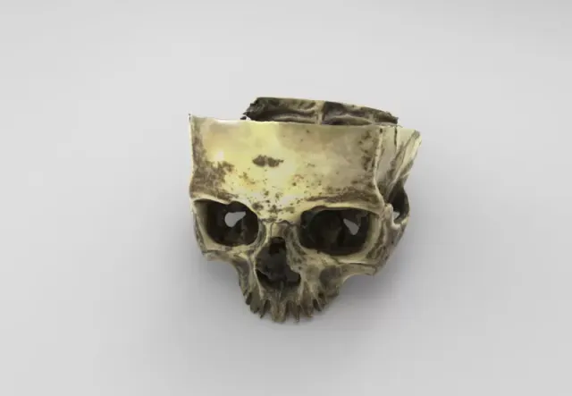 Model of Skull with a Cross-Section for Educational Purposes — Image 2 of 4