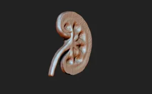 Kidney