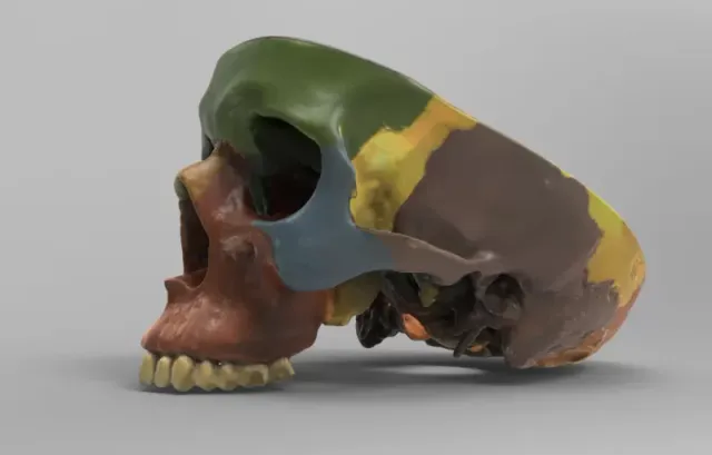 A model showing the bones forming human skull — Фото 4 из 4