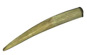 Walrus Tusks