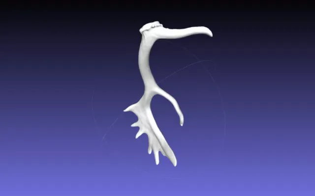 STL Fallow Deer Antlers — Фото 4 из 5