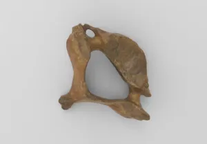 Model of cervical