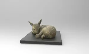 Baby Roe Deer