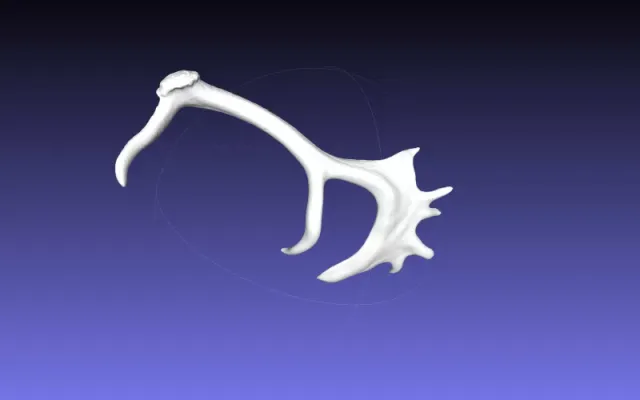 STL Fallow Deer Antlers — Фото 5 из 5