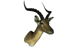Kob Antelope