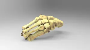 Part of foot bones
