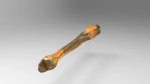 Tibia bone