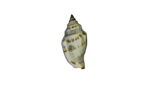 Model of Shell