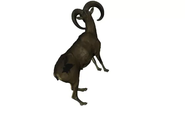 Mouflon — Image 3 of 3