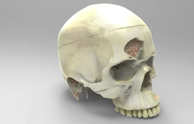 Model shows nerves of the human skull — Фото 3 из 4
