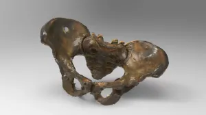 Male Pelvis