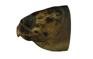 Head of Gulf Snapping Turtle