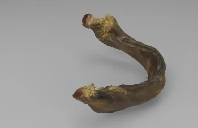 Model of infant mandible of an Individual Under Six Months — Image 3 of 4
