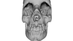 Realistic Human Skull