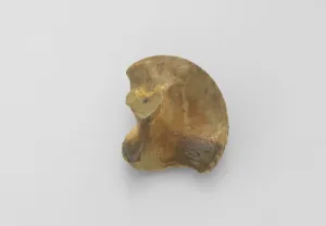 Model of Baby left hip bone