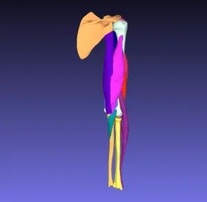 Human arm muscles