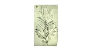Olive Bought for Drawing