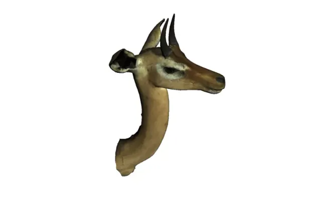 Gerenuk — Image 2 of 3