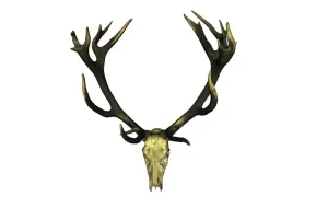 Model of Deer Antlers