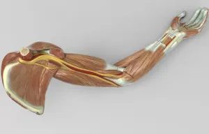 model of a human hand showing the muscles