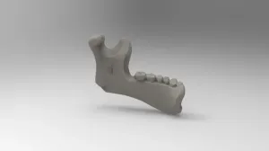 Simplified model of half human mandible