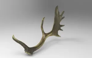 Fallow Deer Antlers