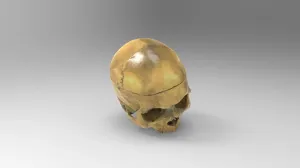 Skull without mandible