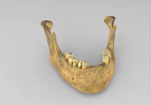 Model of mandible for educational purposes