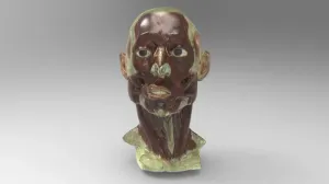 Education model of face muscles