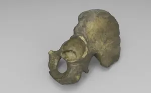 Educational Model of Left hip bone