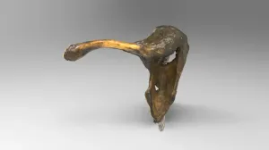 Collar bone and scapula