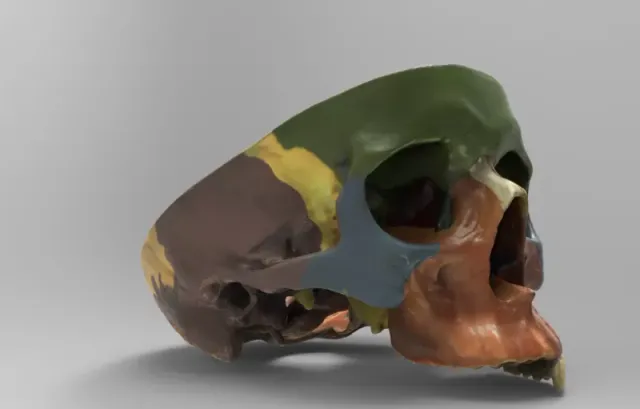 A model showing the bones forming human skull — Фото 3 из 4