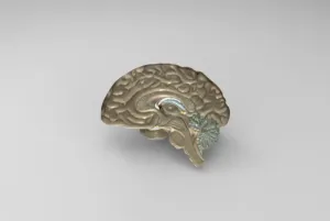 Anatomical Model of Half a Brain