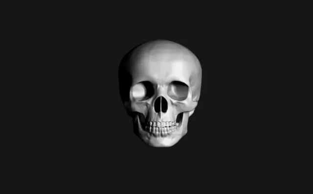 skull — Image 2 of 2