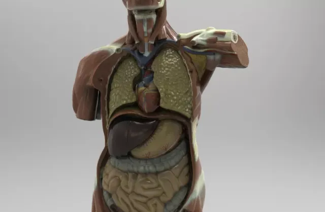 Model Shows the Structure of Human Organs — Фото 3 из 7