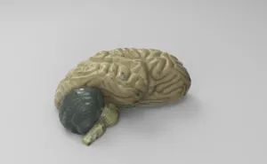 Educational Model Half a Brain