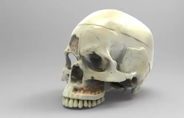 Model shows nerves of the human skull — Фото 2 из 4
