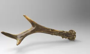 Antlers of Male Deer