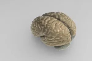 Model of Entire Brain