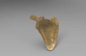 Right Scapula Bone
