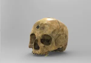 Anatomical Human Skull for Educational Purposes