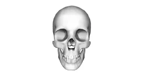 Model of Skull