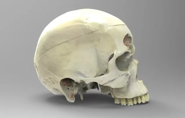 Model shows nerves of the human skull — Фото 4 из 4