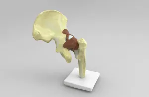 Anatomical model of Hip