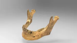 Mandible with tooth