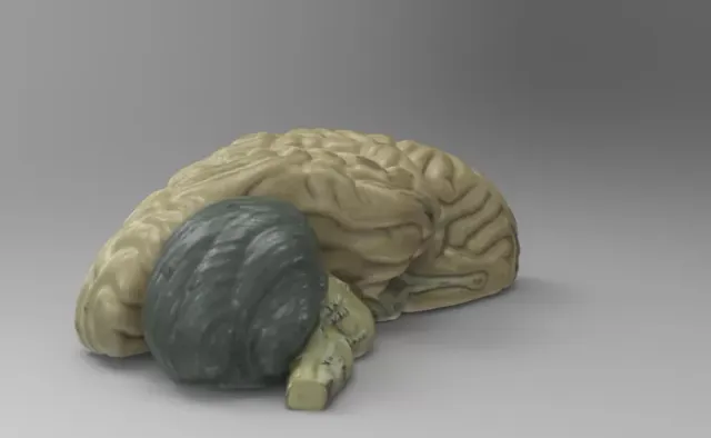 Educational Model Half a Brain — Image 3 of 3