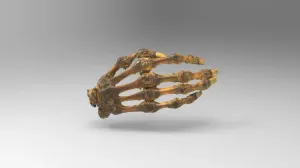 Hand bones with nails